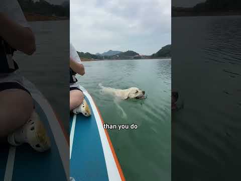 Is this dog scared of water?