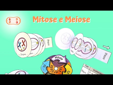 Mitose e Meiose