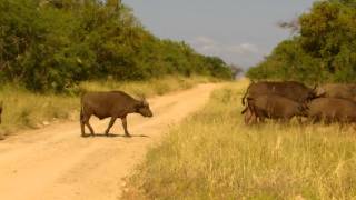 preview picture of video 'Buffallo at the Kaparma Game Reserve South Africa HD'