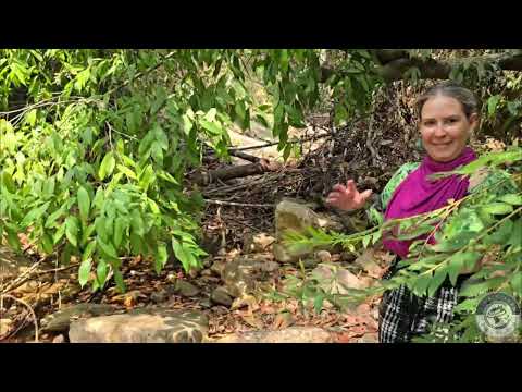 Campo Alegre - Paranã - São Salvador do Tocantins - Tocantins - Brasil - 2025