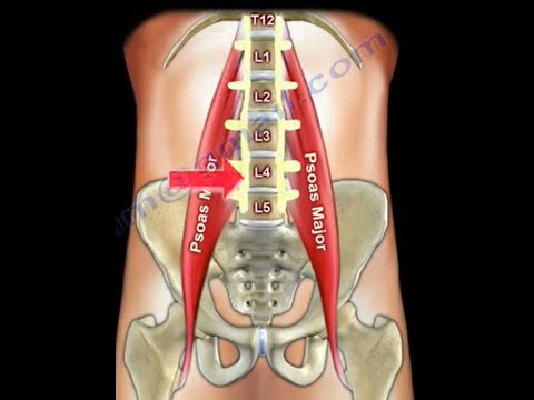 Anatomy Of The Psoas and Iliacus Muscles