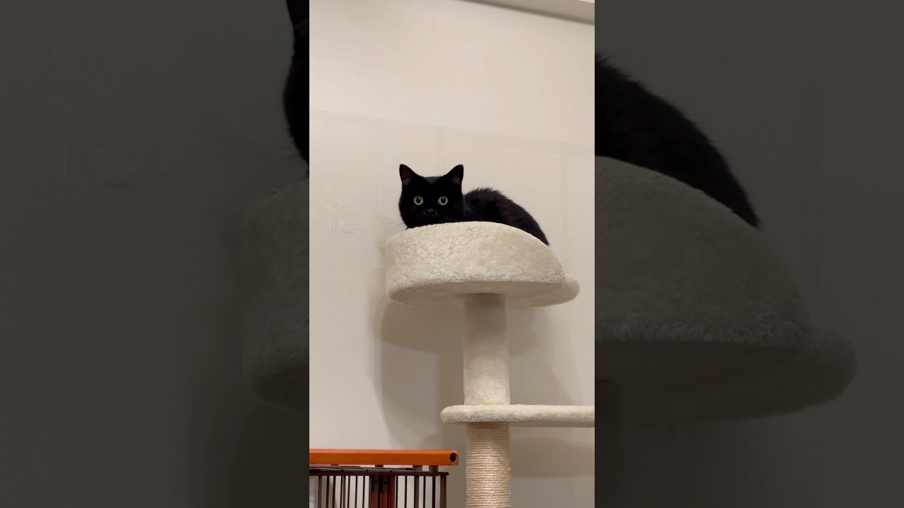 キャットタワーで寛ぐ黒猫