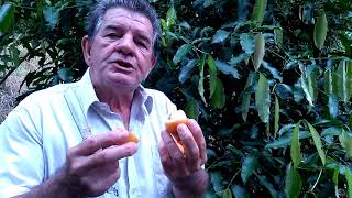 Uma das melhores frutas do mundo