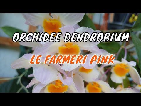 , title : 'Comment cultiver le Dendrobium Farmeri Pink ?'
