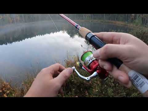 barsche angeln im verborgenen waldsee - perch fishing in the hidden forest lake