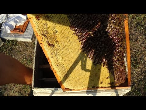 Выкачиваем мёд со старых рамок на пасике