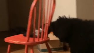 Dog Hilariously Tries To Get Her Toy Through Gap In Chair