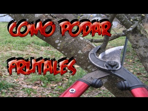 Como Podar Un Arbol Frutal || Cuidados Frutales || La Huertina De Toni
