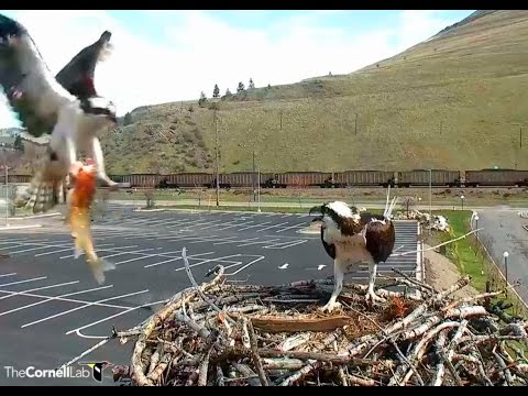 Hellgate ospreys 4 7 17 1146am fish delivery 1155am mating on pole