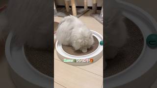 みんなXmasプレゼントを気に入ってくれました
