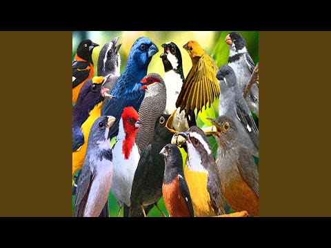 Calopsita Canto Hino Nacional