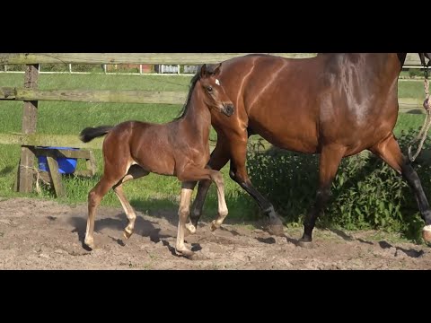 *2021 Stute von Galaxy - Florenz SOLD!!!