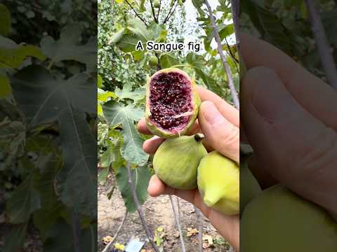 A Sangue Fig on August 14, 2026