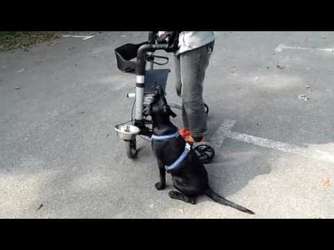 Basima sucht die richtige Position neben dem Rollator auf.