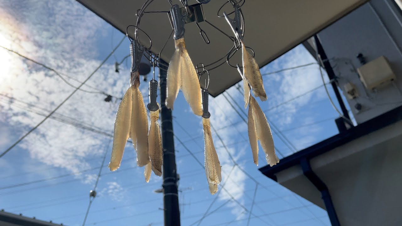 ハゼ釣って干して食べてみた