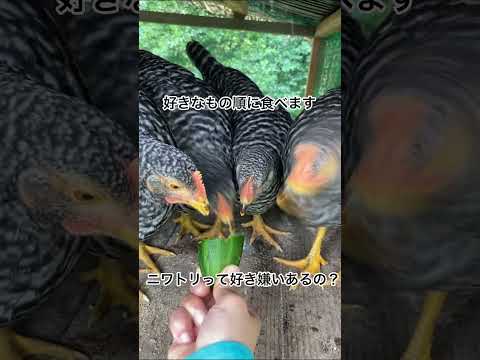 鶏にとって有毒な食べ物は何ですか?  庭園