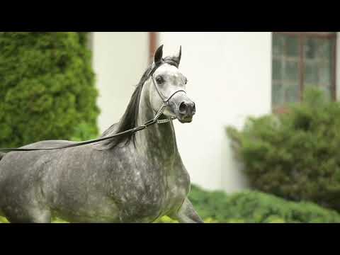 𝐄𝐃𝐔𝐄𝐋𝐀 (𝐀𝐦𝐚𝐧𝐢𝐭𝐨 𝐱 𝐄𝐧𝐞𝐫𝐢𝐚, 𝐛𝐲 𝐐𝐑 𝐌𝐚𝐫𝐜), 𝟐𝟎𝟏𝟗 𝐌𝐚𝐫𝐞 - PRIDE OF POLAND 2023, Summer Sale