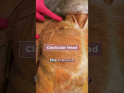 Pec Major Anatomy - AMAZING!