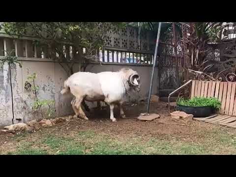 BAKAR EID SONG ACCHA CHUTLA