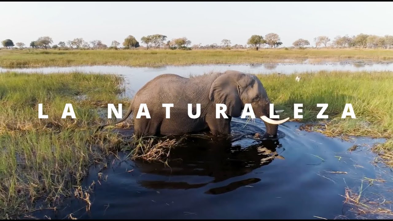 La Naturaleza Nos Necesita Ahora