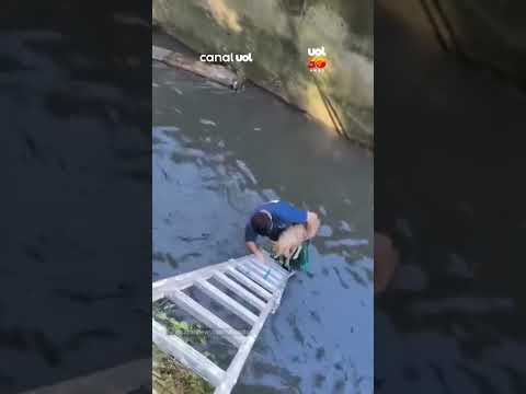 Ato de coragem: Resgate de cachorro em córrego de parque em SP comove internautas