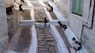 preview picture of video '30 seconds Samos: the cats of Marathókampos'