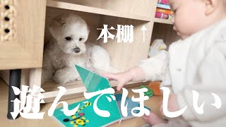 赤ちゃんに遊んでもらいたい兄犬のアピールが可愛すぎた…笑【マルプー×生後10ヶ月】