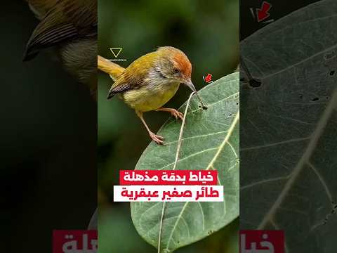 خياط بدقة عالية  طائر Tailorbird❗