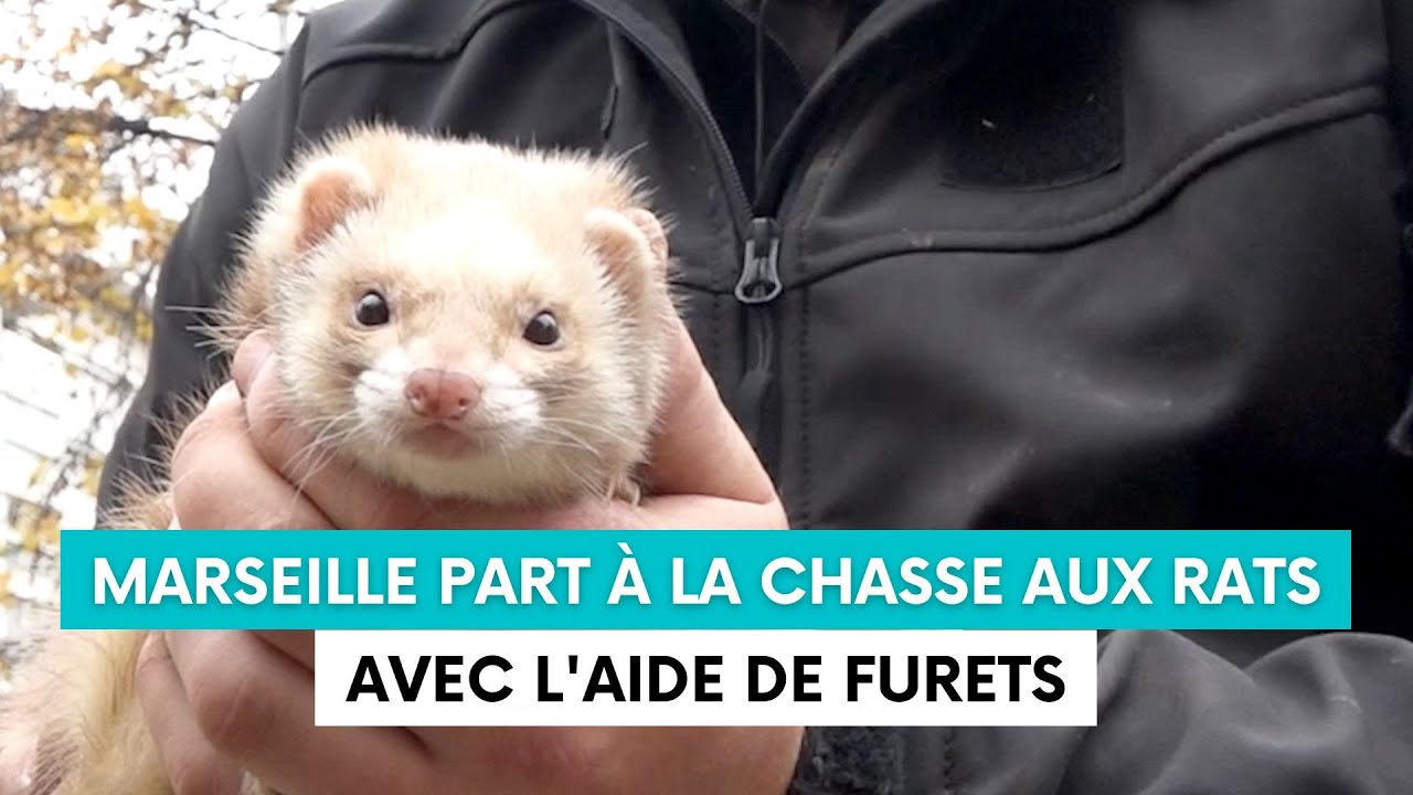 Marseille part à la chasse aux rats avec l'aide de furets