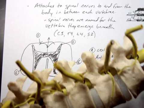 Anatomy 2 Lecture 2-5 The Spinal Cord