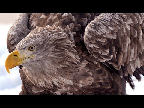 HAVØRN - kystens majestet