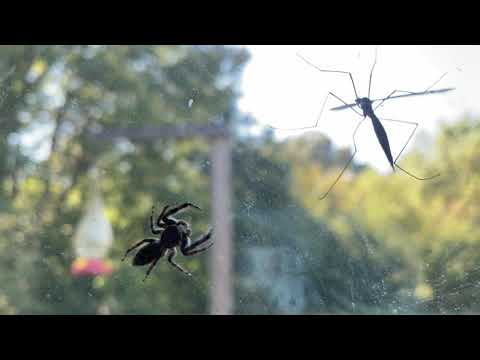 Jumping Spider hunting a Crane Fly