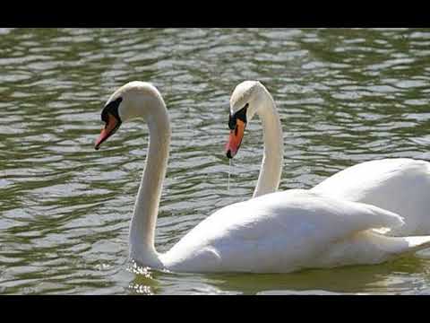 Complex Domneasca - Seimeni - Romania