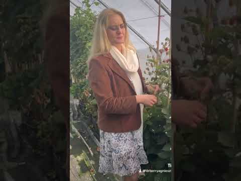 Polskie jesienne jeżyny hodowli Dr Agnieszki Orzeł