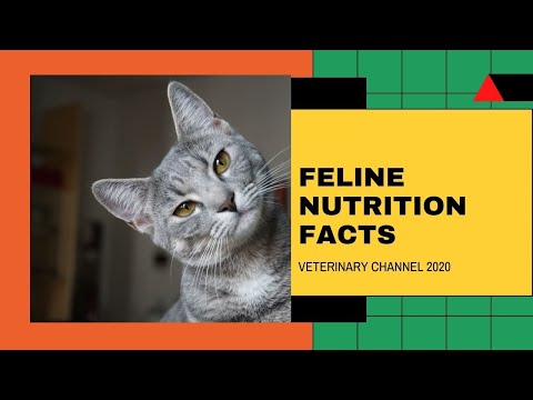 Feline Nutrition: Seven Facts About The  Digestive System Of Cats