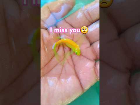 Heartwarming life cycle of danio fish🥺