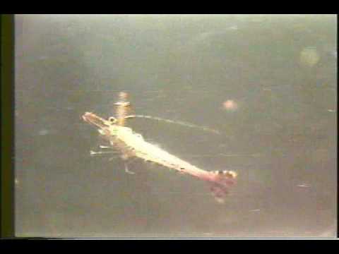 Biology and Ecology of Penaeus monodon [2/2]