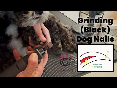 Grinding (Black) Dog Nails - Demo at 09:00 -  Lecture and Demonstration #dogcare #doggroomingtips