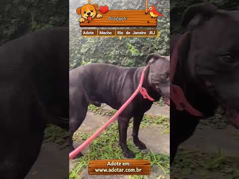 Vídeo de Bradock 