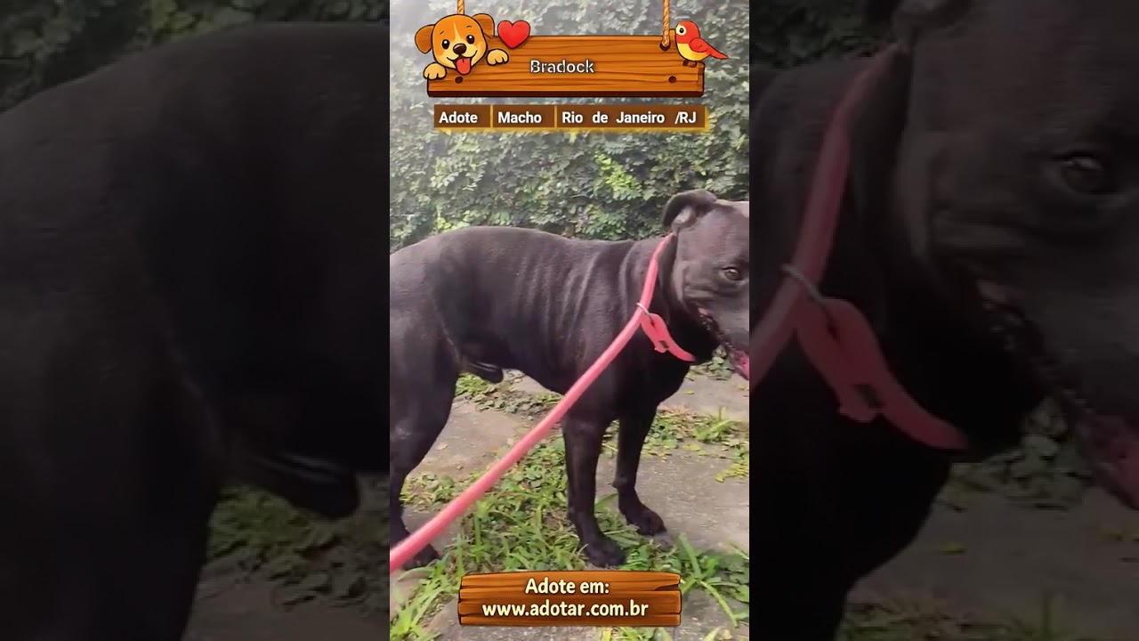 Cachorro raça Pit-Bull idade 1 ano nome Bradock 