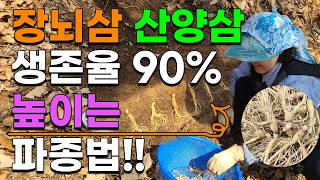 누구나 성공할수있는 장뇌삼 산양삼 심는방법 산양삼씨앗 장뇌삼씨앗 산삼씨앗 모종