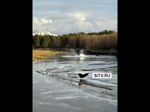 В Сургуте замечены пингвины в компании касаток. #сургут #новости