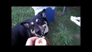 Jessie's Birthday Paw-ty, PupCakes