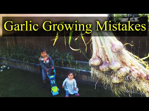 YouTube video about: Why are my garlic bulbs so small?