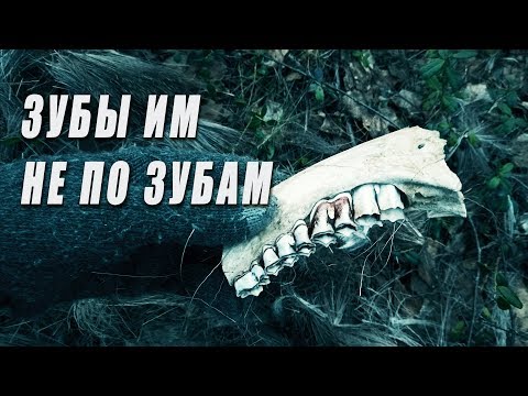 Поход в лес. Волки загрызли зверя. Сожрали даже кожу. Добрые походы.