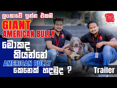ලංකාවේ ඉන්න එකම Giant American Bully - Ceylon Pet Media - Sri Lanka
