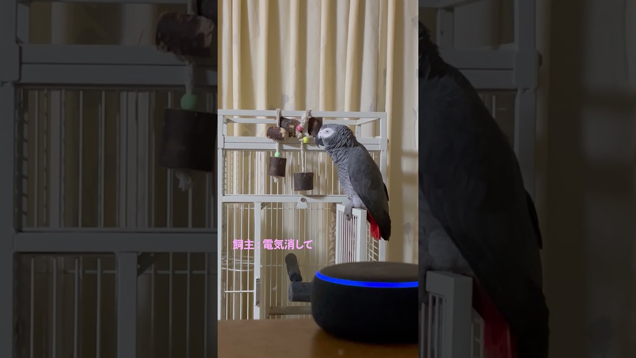 アレクサが反応しない！どうするヨウムのヒトちゃん