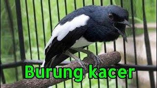 Download lagu Story wa burung kacer #shorts mp3 Download lagu Story wa burung kacer #shorts mp3