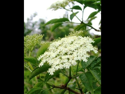 THE SECRET HISTORY OF PLANTS - THE ELDERBERRY
