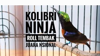 Download lagu Kolibri Ninja Roll Tembak JUARA 2022 Isian Cililin Pelatuk Srindit Love Bird Jangkrik Jenggot mp3